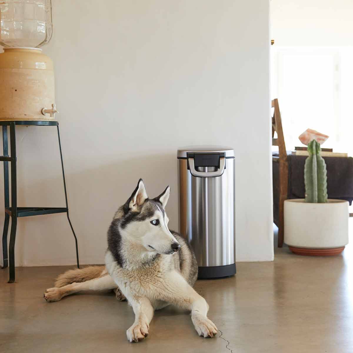 large pet food can - lifestyle dog sitting by can